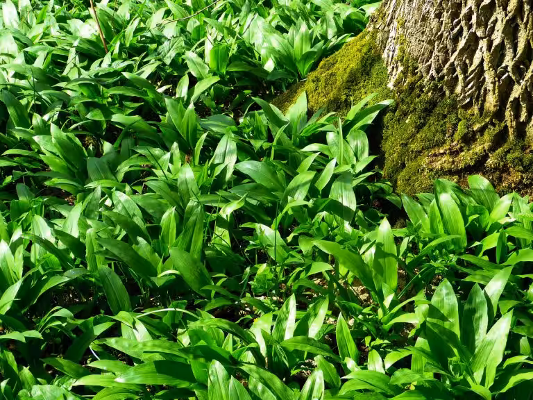 Bärlauch im Wald