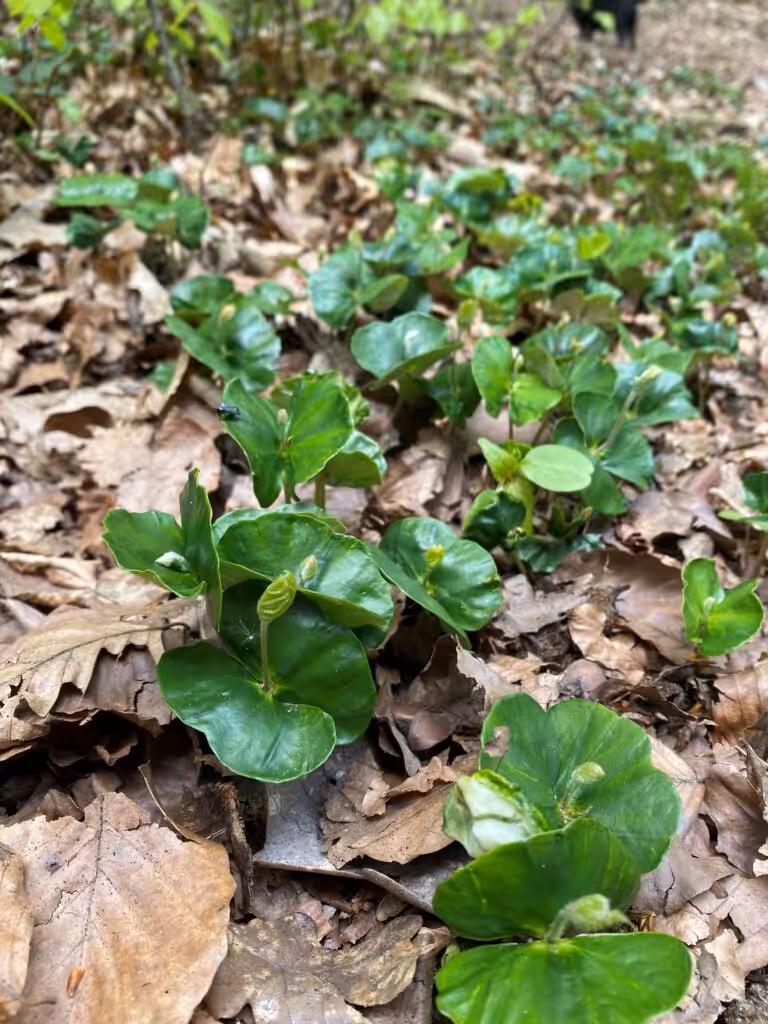 Buchenkeimlinge im Wald