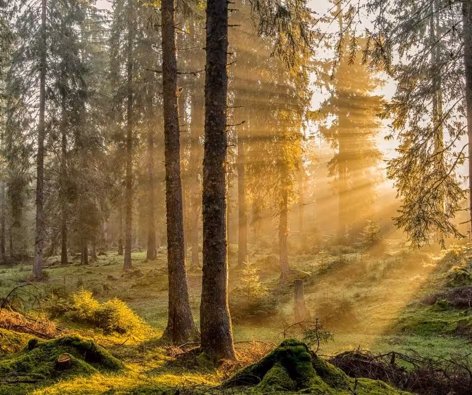 Tief durchatmen im Wald
