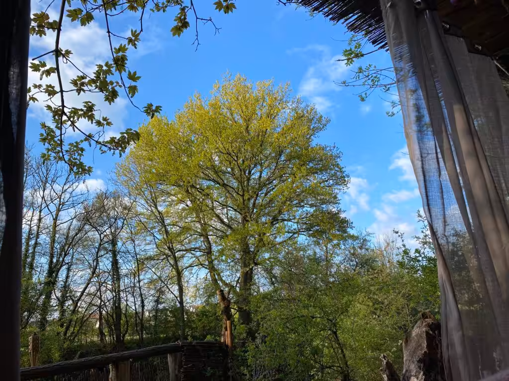 Baum, Himmel, Fenster