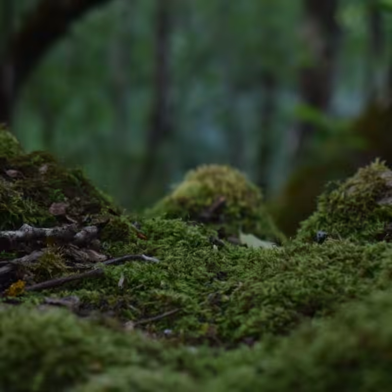 Blog Maas Naturcoaching Element Erde