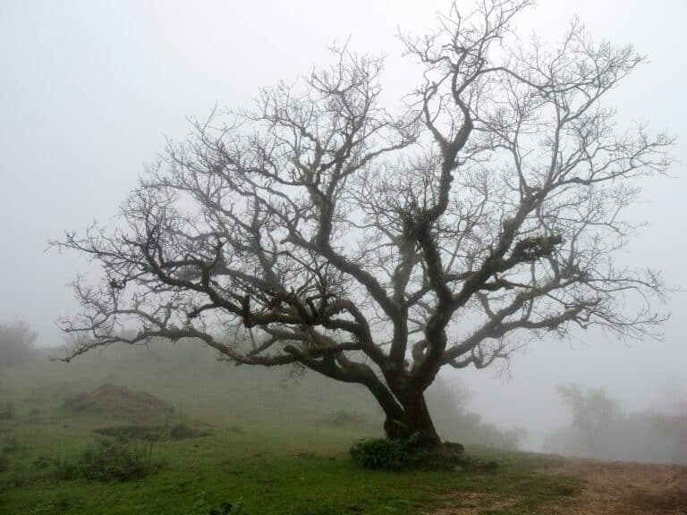 Baum im Winter