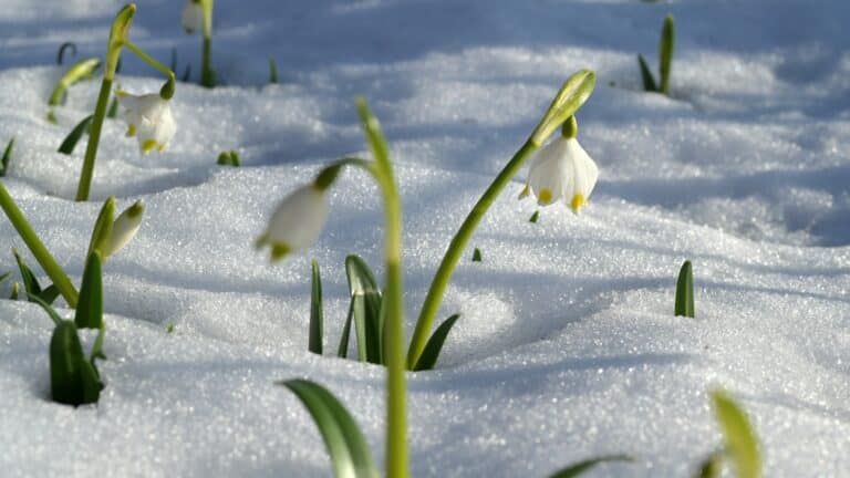 Schneeglöckchen